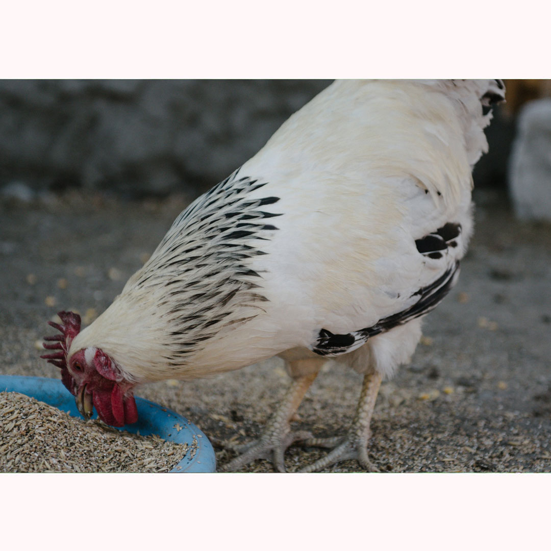 Igualmente Justicia medios de comunicación Comedero para gallinas antirroedores y antiderroche
